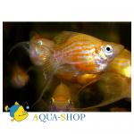 -  (Poecilia sphenops var.), S 
