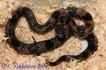    (Lampropeltis getula meansi "goini"), S 