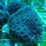  (Leptastrea Sp), M 