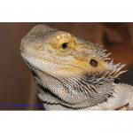   "leatherback colored" (Pogona vitticeps "leatherback colored"), M 