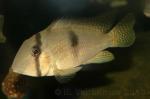 ,   (Guianacara owroewefi), S 
