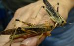   (. 10 .) XLLocusta migratoria, Schistocerca gregaria