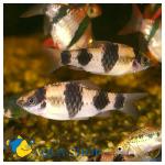   (Puntius fasciatus, Barbus fasciatus), S 