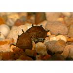    (Clithon diadema), L 