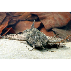 -,  (Bunocephalus coracoideus, Dysichthys coracoideus), L 