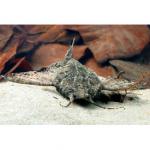 -,  (Bunocephalus coracoideus, Dysichthys coracoideus), L 