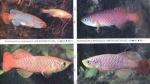  (Nothobranchius palmqvisti), M 