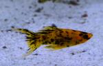  " " (Poecilia latipinna var.), XL 