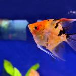  " " (Pterophyllum scalare var.), M 