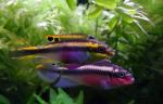   " " (Pelvicachromis pulcher "Red Cameroon"), XL 
