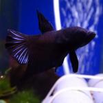   "  " (Betta splendens "Plakat Super Black" ), S 