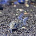  ,  ,   (Corydoras paleatus), XL 