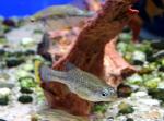   (Ameca splendens), L 