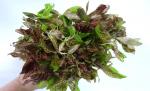   "-" (Hygrophila polysperma "Rosanervig"), M 