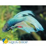    (Betta splendens "Veiltail"), M male