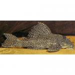, L262 (Hypancistrus sp. L262), L 