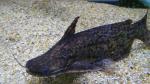  -   (Trachelyopterus fisheri), XL