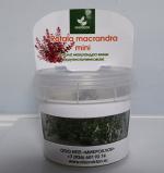   ""  (Rotala macrandra), M 